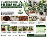 Otaq Bitkilərinə Peşəkar Qulluq Xidməti Gülləriniz zəifləyib — Tural — Bitkilər