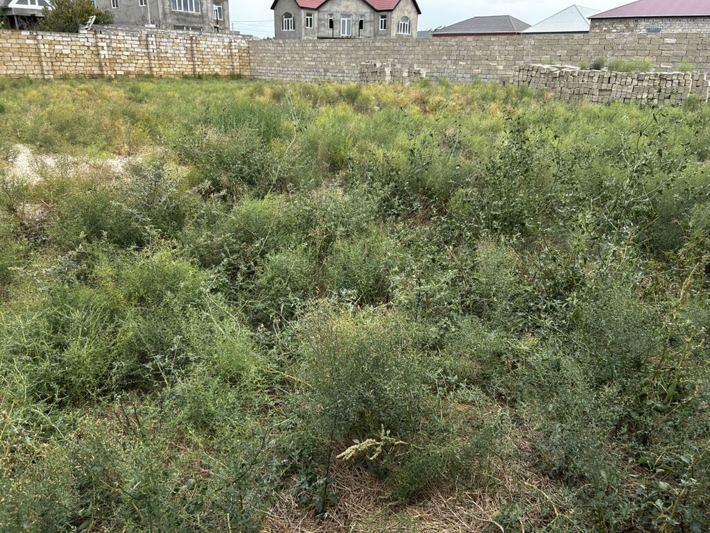 6 sot, Tikinti, Mülkiyyətçi, Kupça (Çıxarış) — Torpaq, İsmayıllı (5)