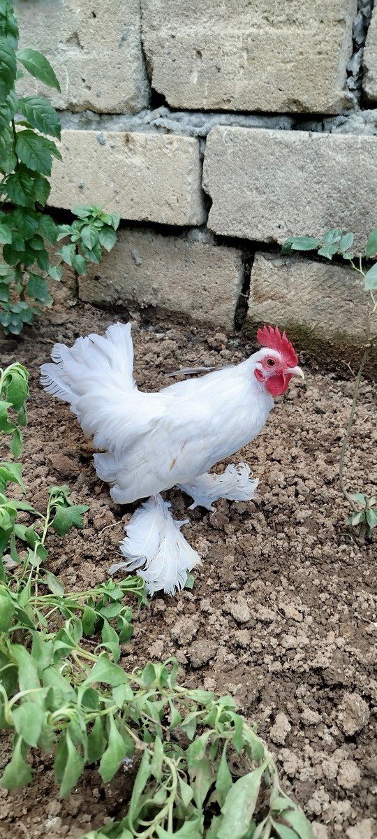 Yaponka beçəsi — Quşlar, Lənkəran (3)