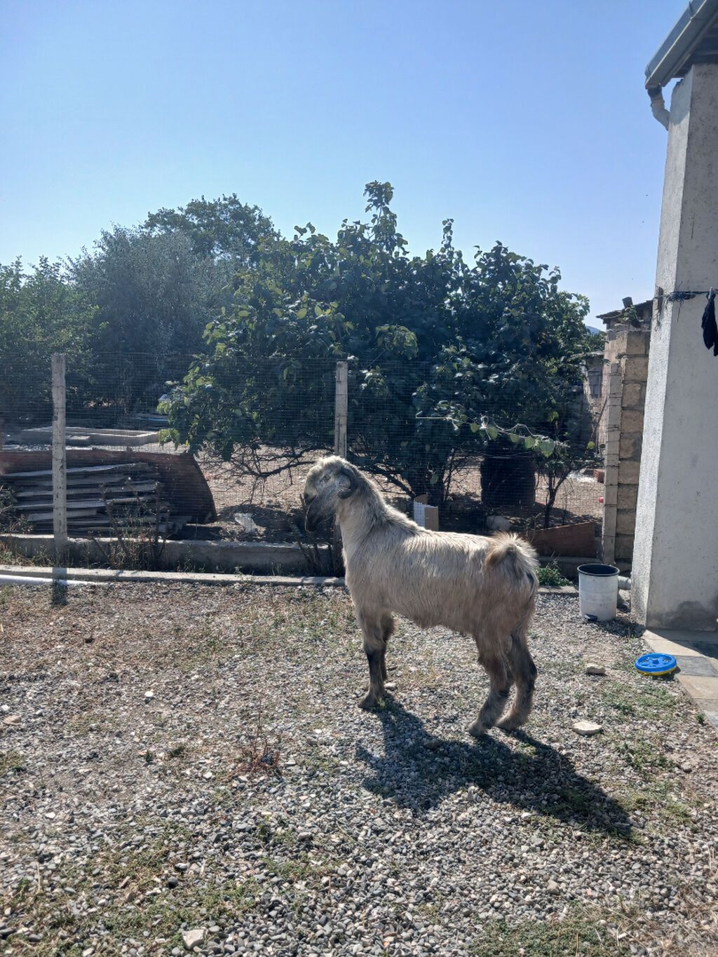 Erkək, Hələb, il: 1, Damazlıq, Ünvandan götürmə — Heyvanlar, Siyəzən (5)