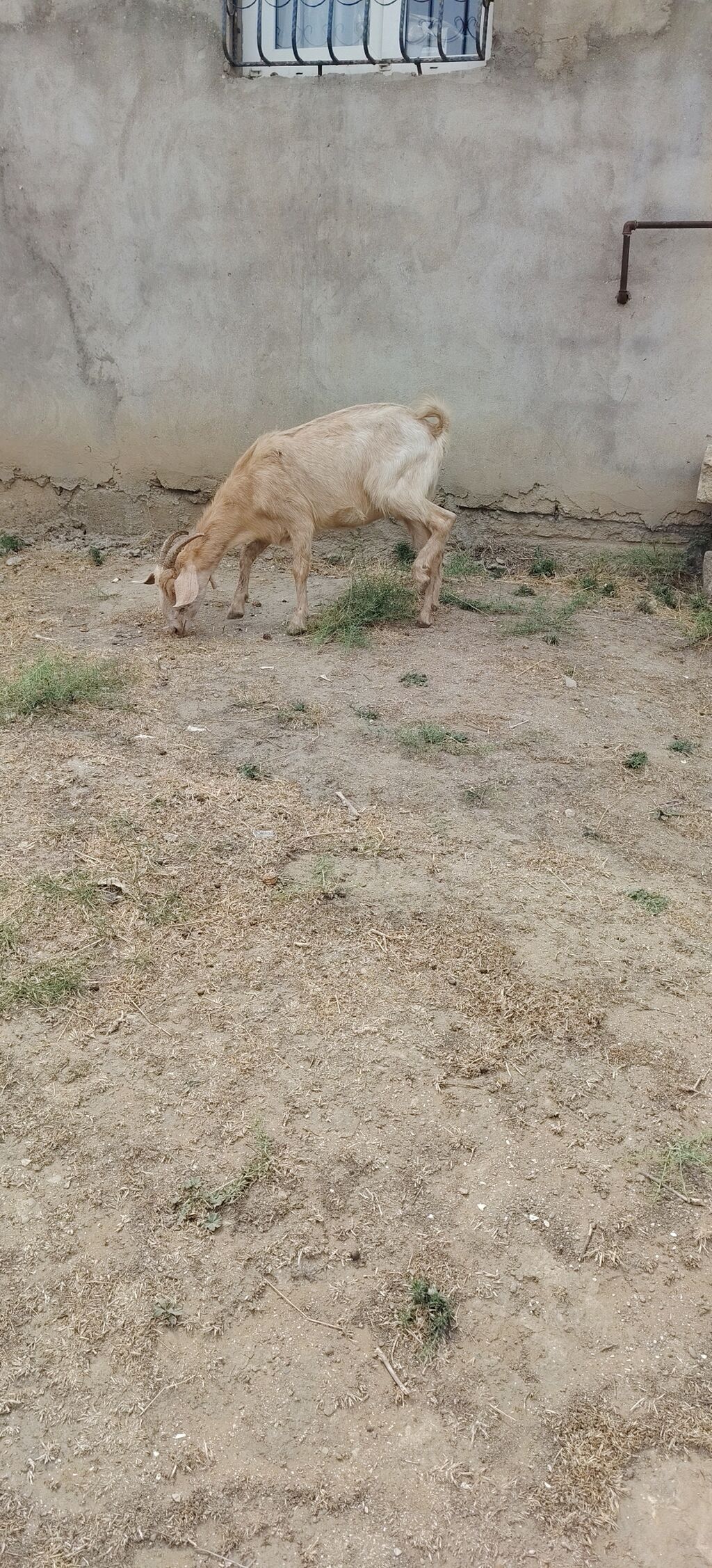Keci bogazdı yeli n buraxıb 1 ci qarın el hryvandı — Heyvanlar, Xırdalan (2)
