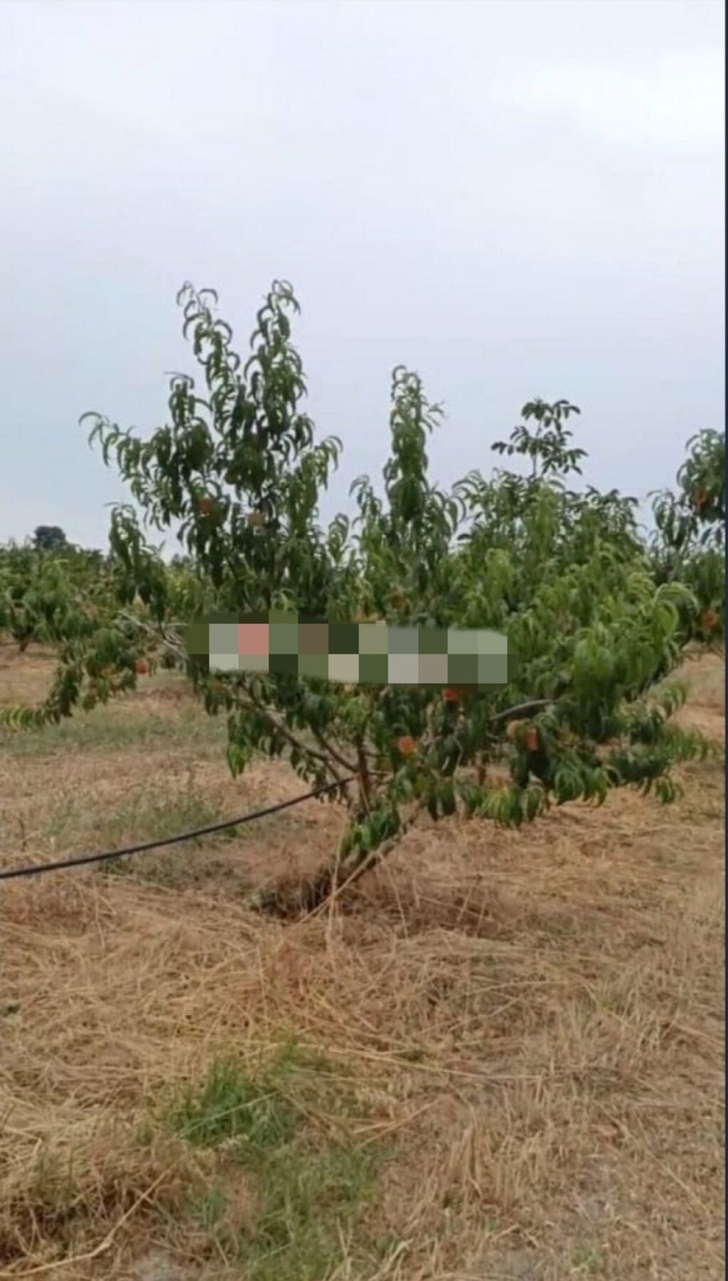 127 sot, Kənd təsərrüfatı, Mülkiyyətçi, Kupça (Çıxarış), Texniki pasport — Torpaq, Xaçmaz (6)