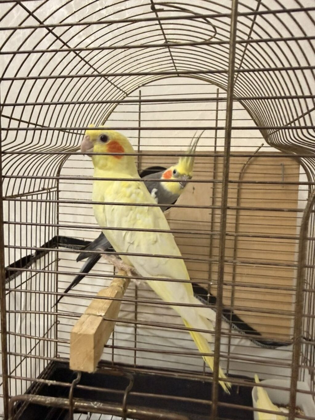 Nimfa (Cockatiel) papuqayları – evdə saxlanılan dekorativ quşlar — Quşlar, Quba (2)