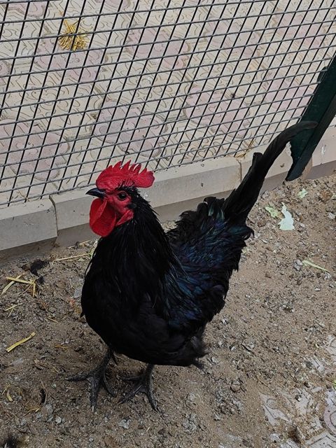 Avstralorp xoruzu — Bakı