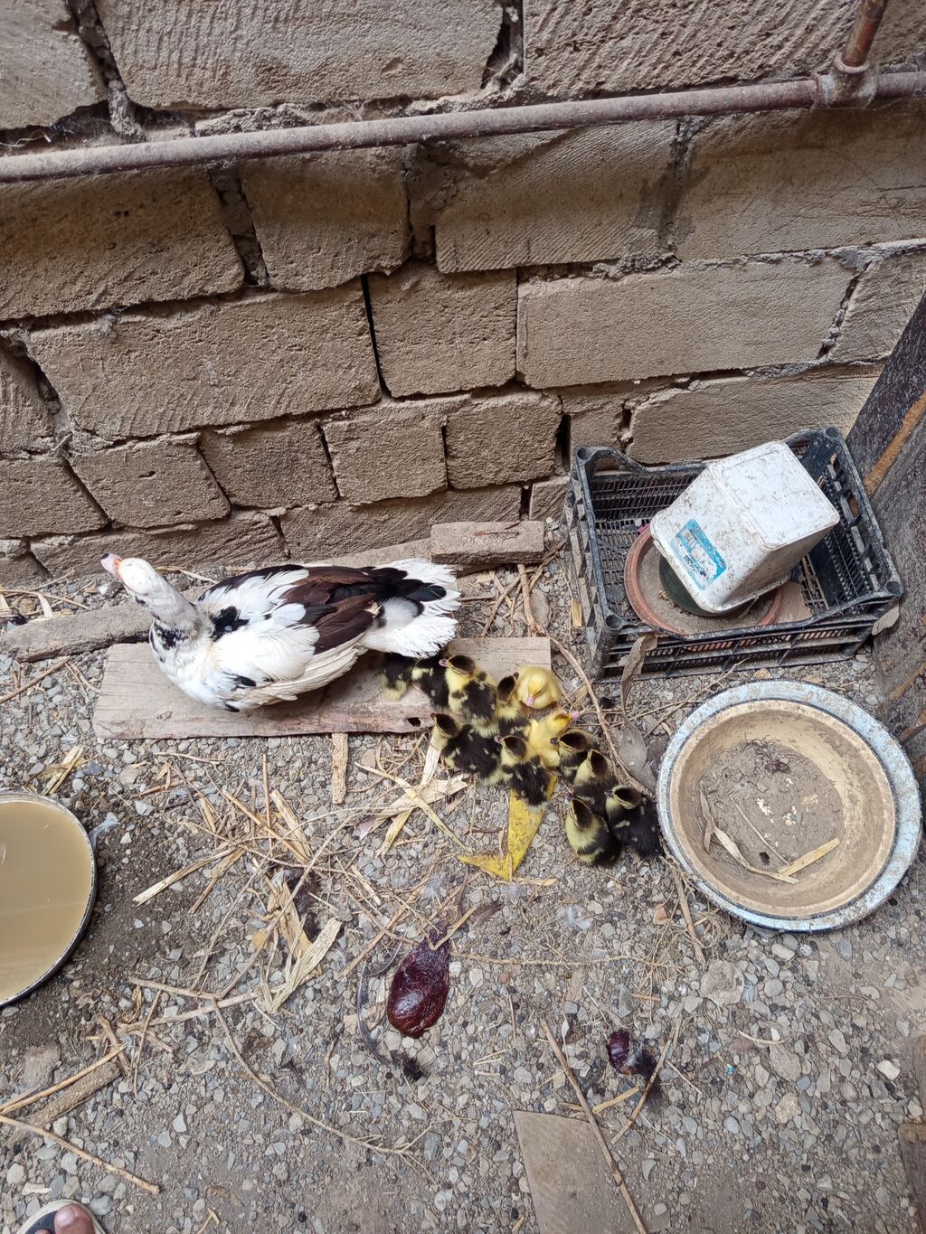Salam. Lal ördək balaaları satılır tam sağlamdılar 12. dənədirlər — Heyvanlar, Qobu (5)