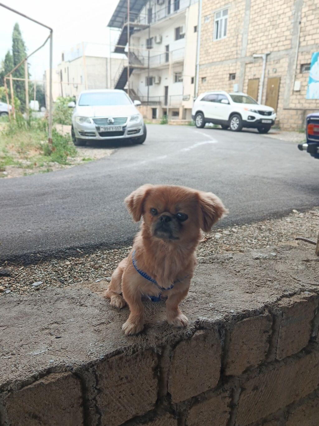 Cins: Pekinges (Pekingese) Rəng: açıq qəhvəyi/qızılı Cinsiyyəti: erkək — Heyvanlar, Gəncə (5)