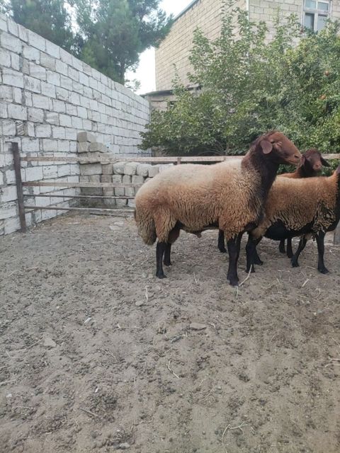 Qala qoçu — Bakı
