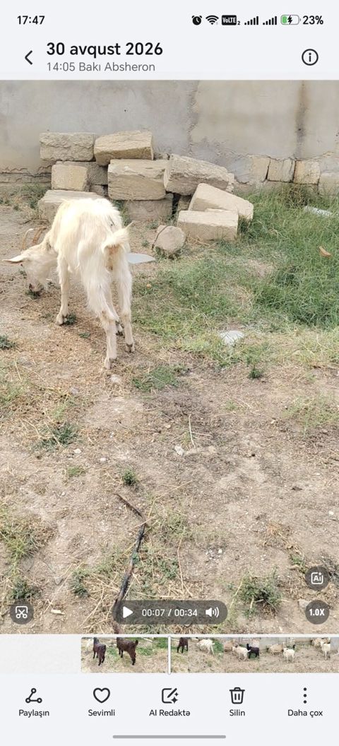 Cepiş di birez zeyif baxılıb anası temiz sane 3 litir sud verir idi — Xırdalan
