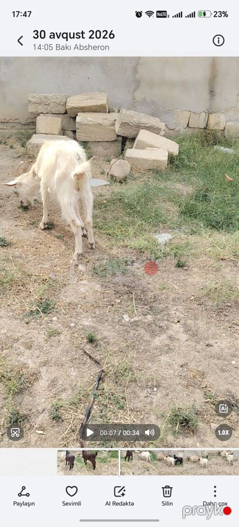Cepiş di birez zeyif baxılıb anası temiz sane 3 litir sud verir idi