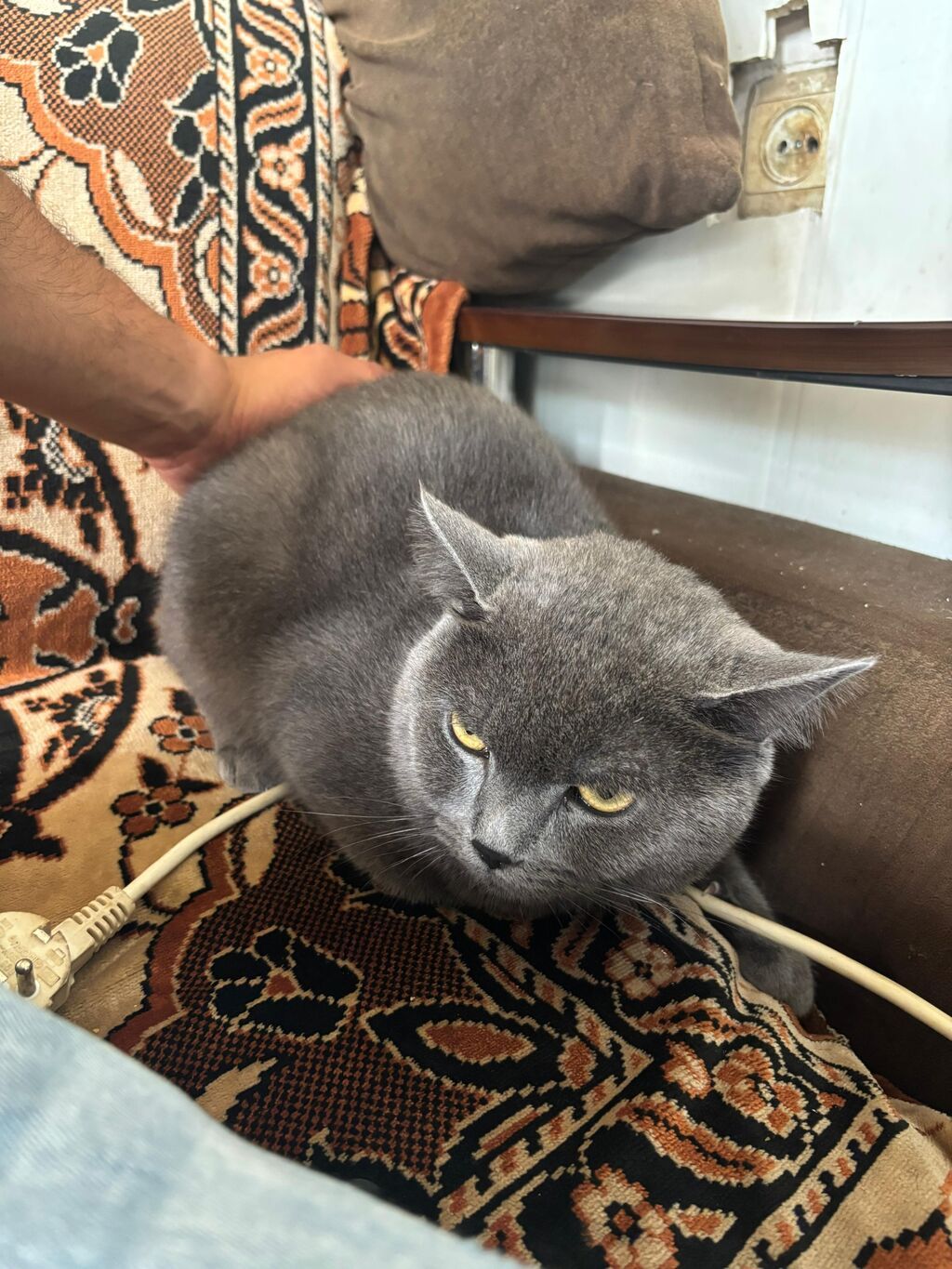 Britan — Pişiklər, Mehdiabad (2)