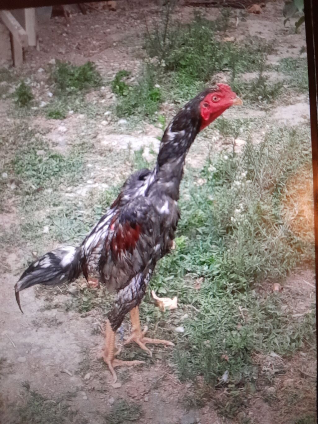 Xoruz, Heyratı, il: <1, Ödənişli çatdırılma — Heyvanlar, Mingəçevir