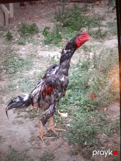 Xoruz, Heyratı, il: <1, Ödənişli çatdırılma — Mingəçevir