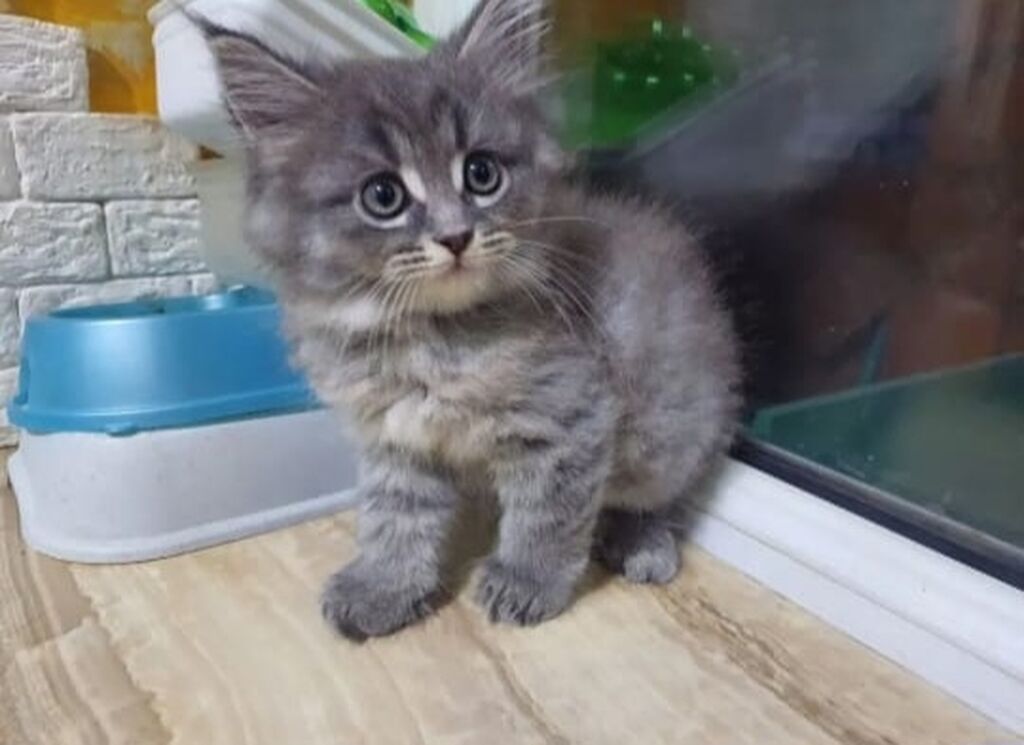 Meyn-kun — Pişiklər, Bakı (6)
