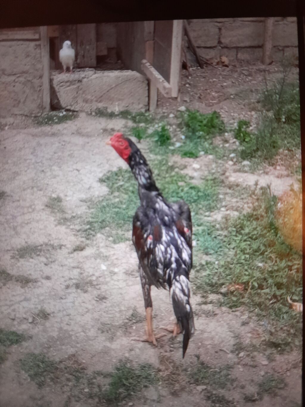 Xoruz, Heyratı, il: <1, Ödənişli çatdırılma — Heyvanlar, Mingəçevir (2)