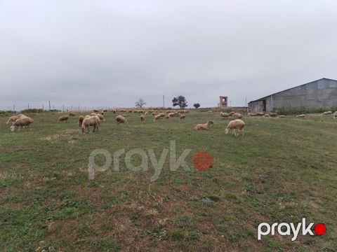 Qoyunlar