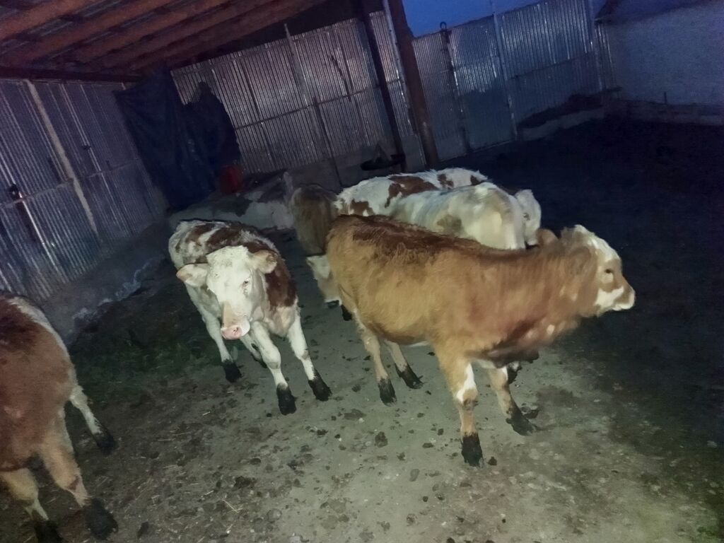 Satışda: Simmental növü dana və düyələr - Cins: Simmental — Heyvanlar, Quba (3)