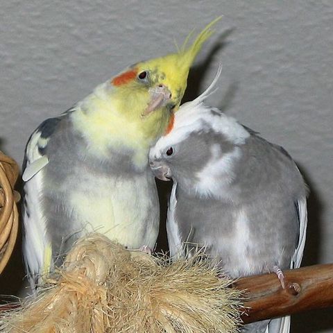 Corella popuqaylar satilir 12 ededir Sağlam quşlardı — Bakı