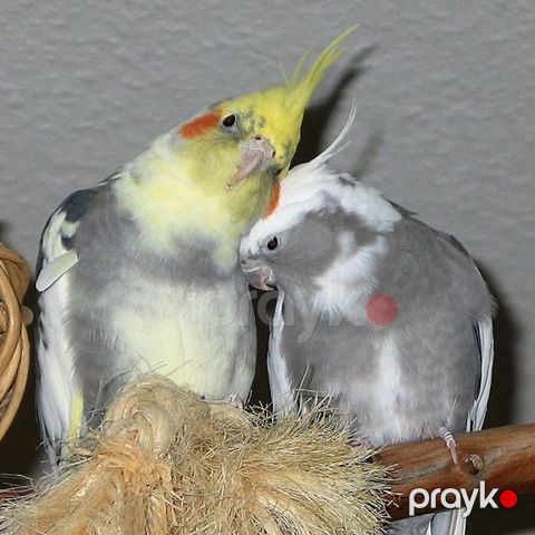 Corella popuqaylar satilir 12 ededir Sağlam quşlardı — Bakı