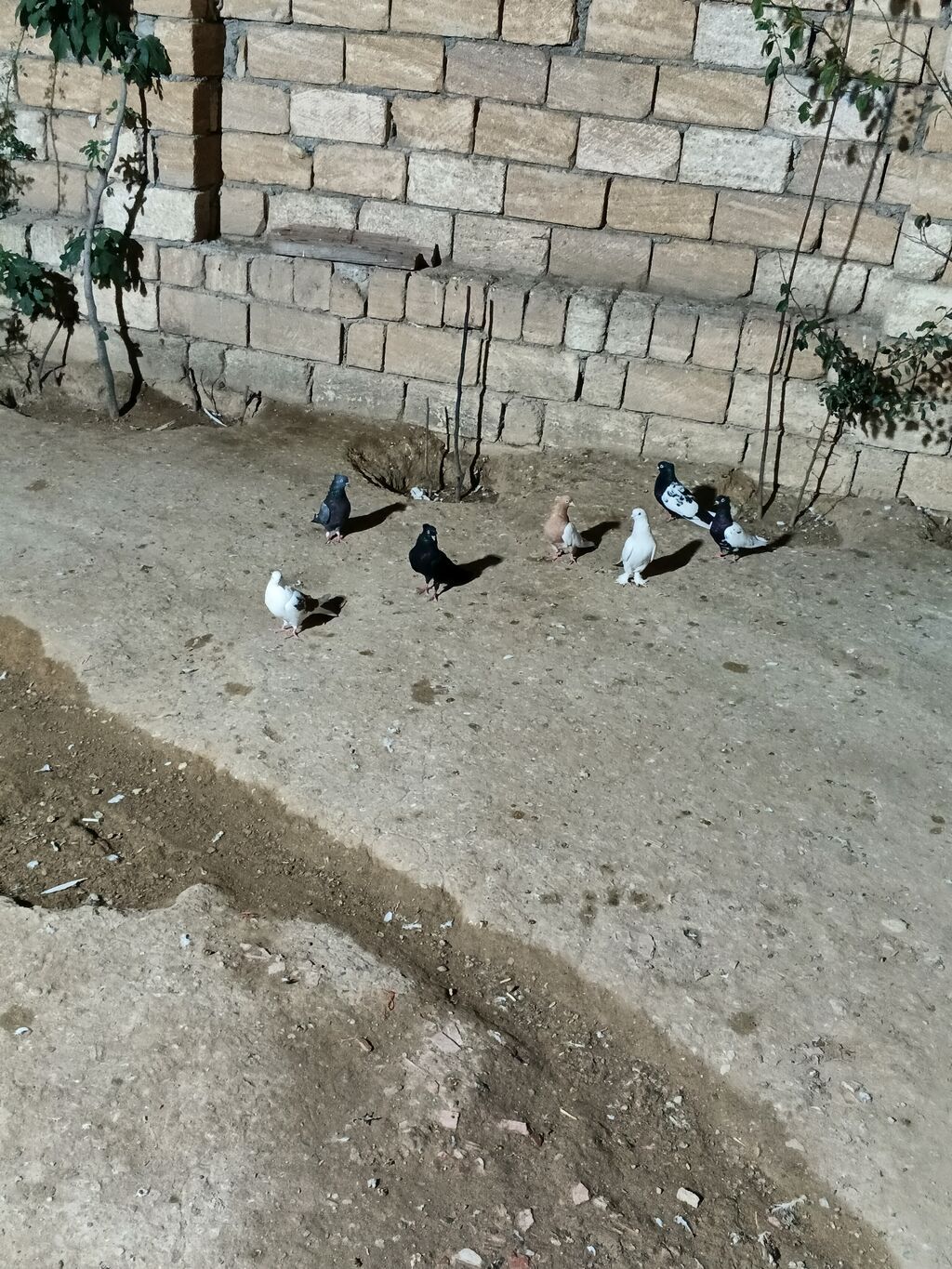 7 dənə qiymət 150 manat — Quşlar, Bakı (7)