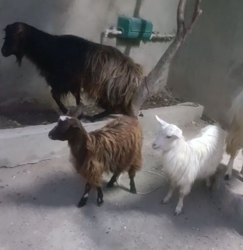 Cavan heyvan Əkiz bala baların ikisdə dişi Heyvaları gözü qabağında — Digah