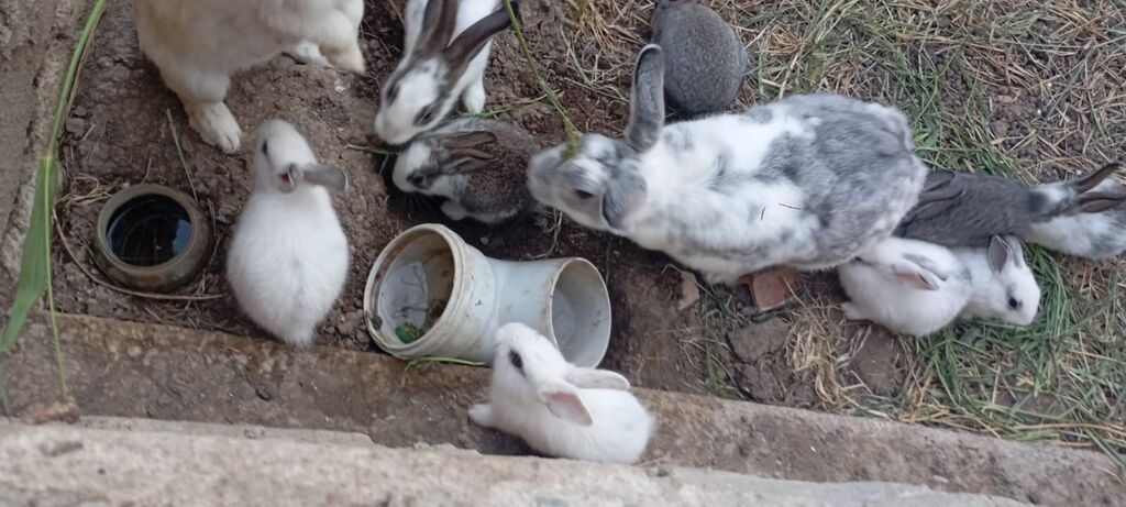 Ancaq balalari satılır biri 10 manat 2 aylıq balalardiSatışda evdə — Dovşanlar, Xırdalan (7)