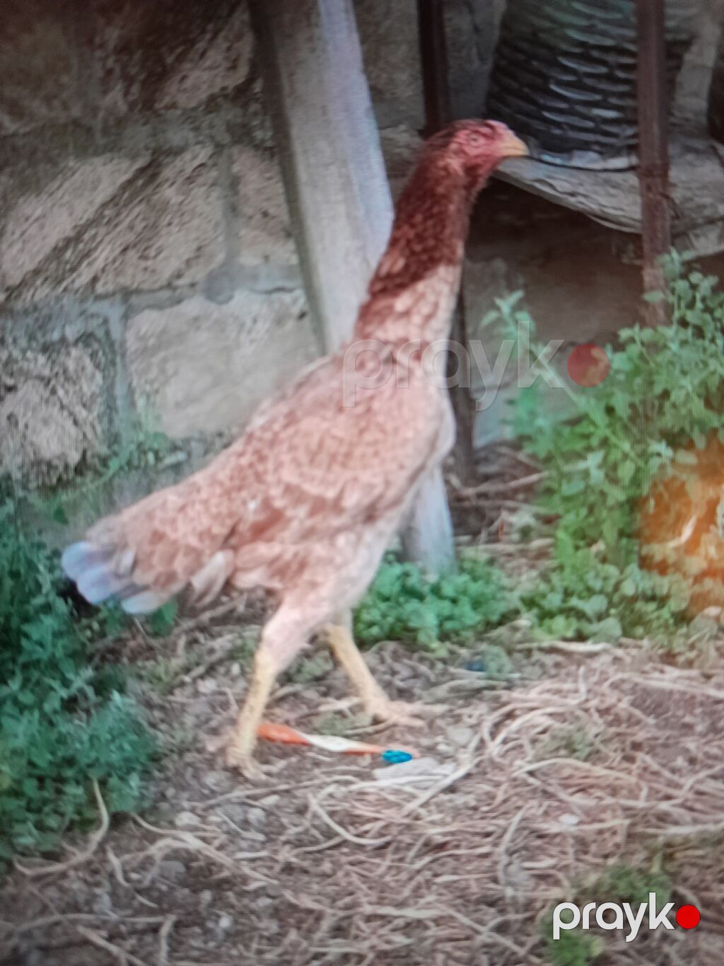 Toyuq, Damazlıq, Ödənişli çatdırılma — Toyuq və xoruz, Mingəçevir (2)