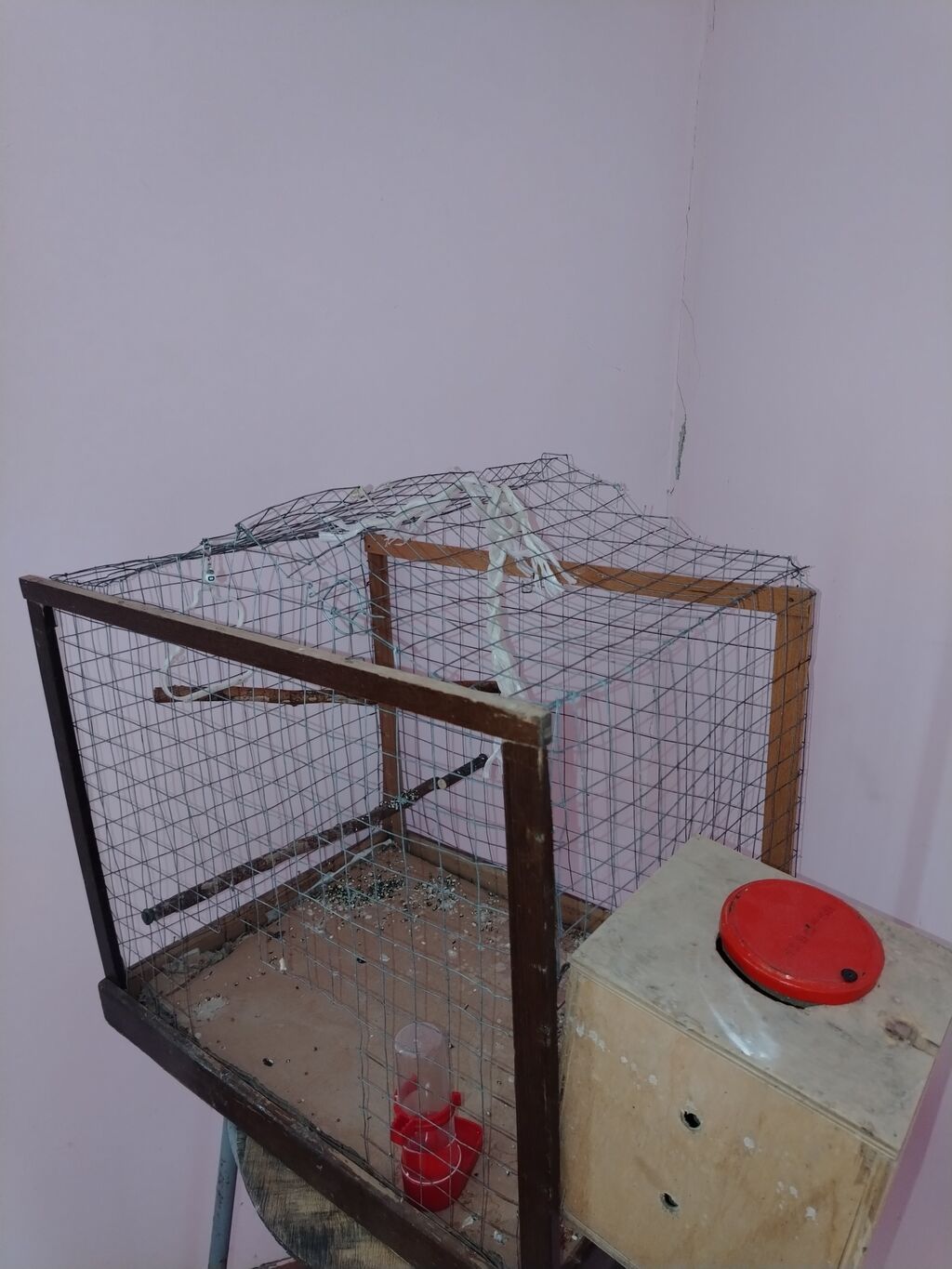 Məhsul: Dalmatin naxışlı mavi-bulat rəngli dalğa papuqayı (budgerigar) — Qəfəslər, Digah (5)