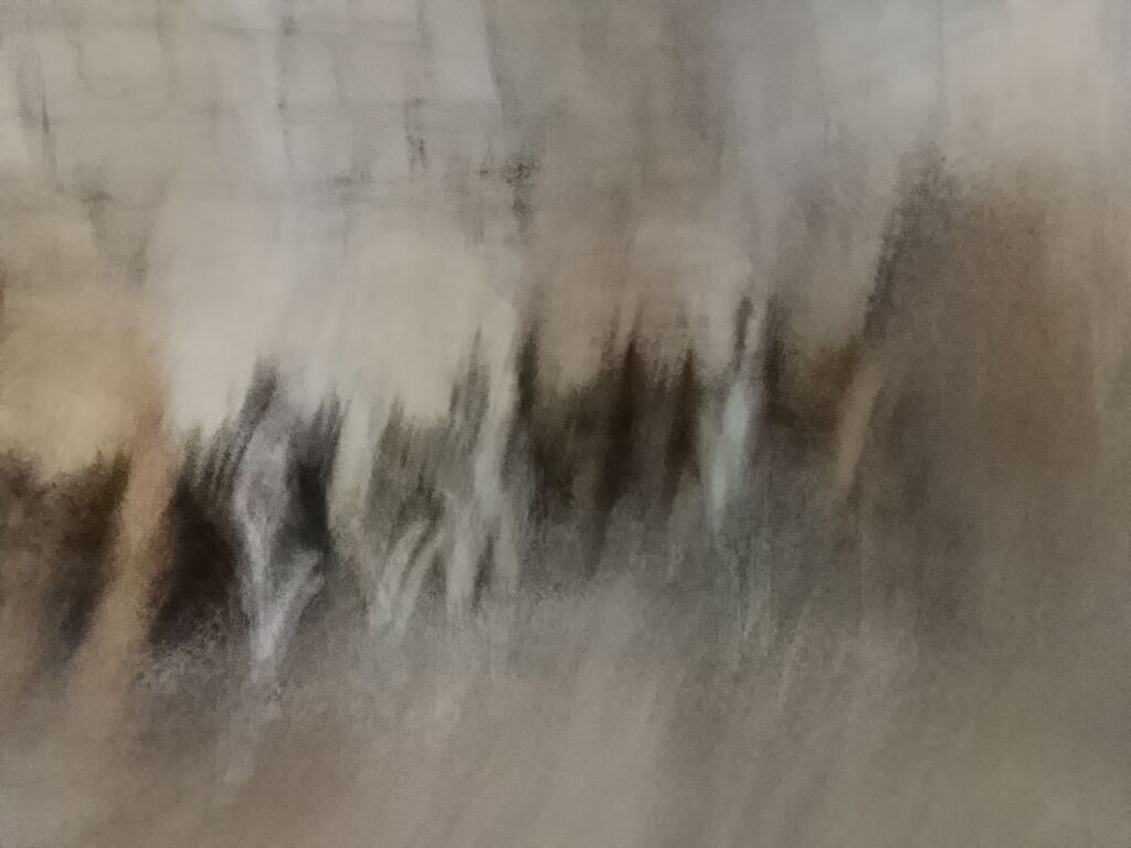 Qoyun sürüsü – ev şəraitində saxlanılır - Yerli cins ana qoyunlar — Heyvanlar, Qobu (4)