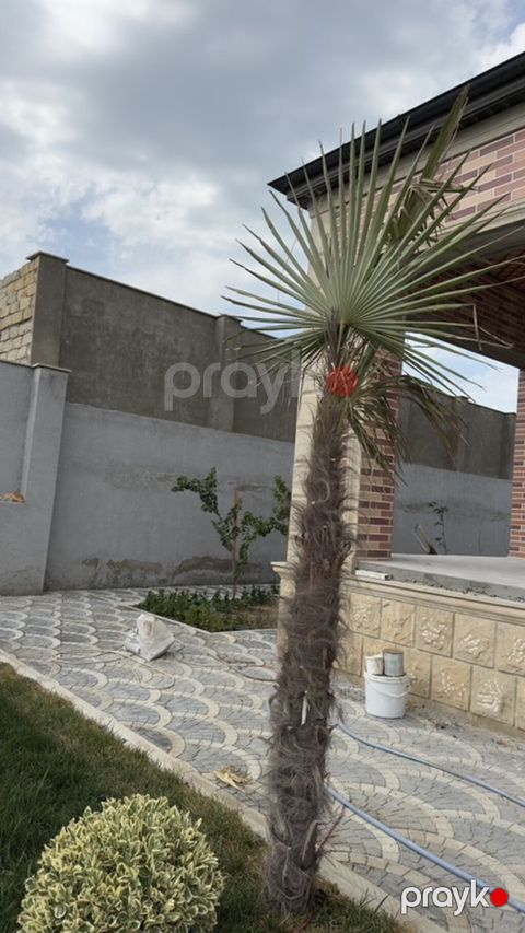Dekorativ xurma/palma ağacı – fan formalı yarpaqlar - Növ: Fan — Digah