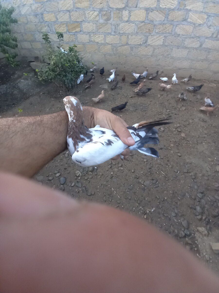 Göyərçinlər — Quşlar, Gəncə (5)