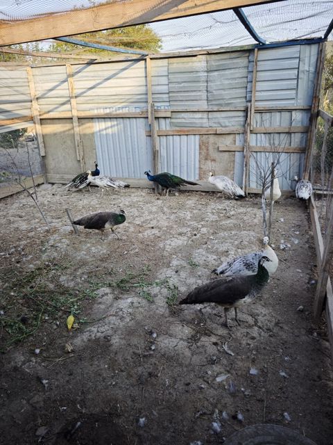 Tovuzquşu — Bakı