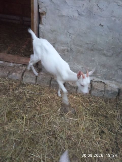 Dişi çəpiş. martda doğulub. unvan Corat — Saray