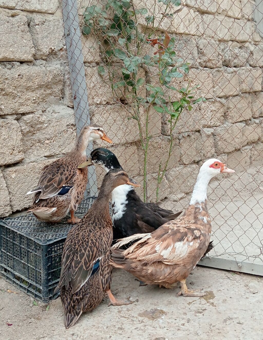 Ördəklər – qarışıq cinslərdən qrup - Şəkillərdəki qrupda müxtəlif — Heyvanlar, Digah (2)