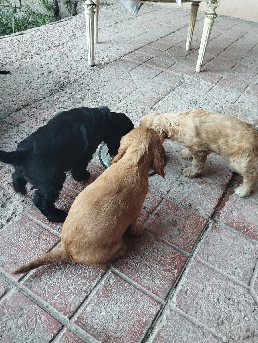 Koker Spaniel — Heyvanlar, Bakı (4)