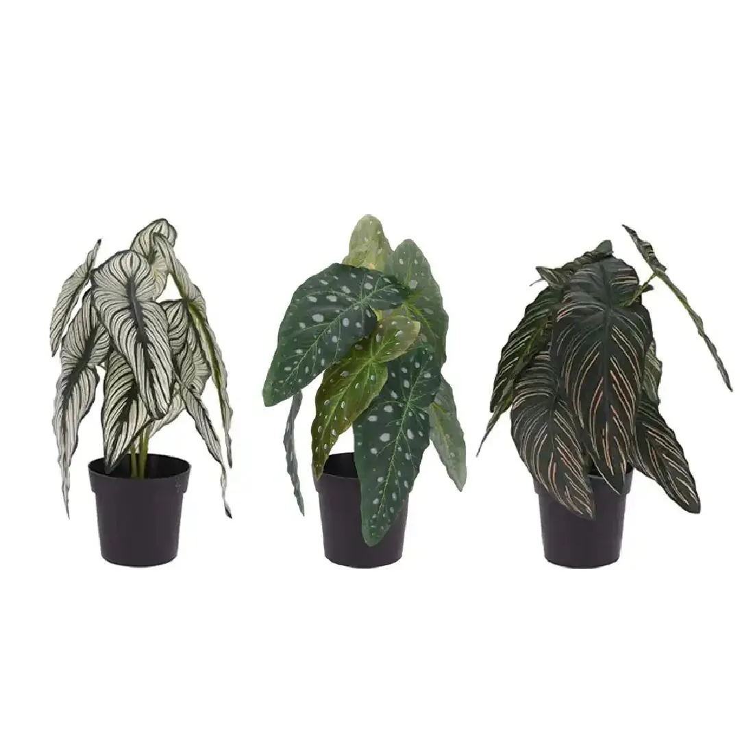 Dekorativ süni gül Koopman Calathea 33 sm 1 ədəd (8719987915857) — Bakı