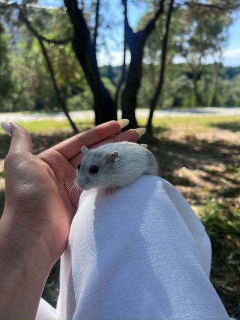 Cırtdan hamster – yumşaq ağ-boz tüklü, qara parlaq gözlü, kiçik — Bakı