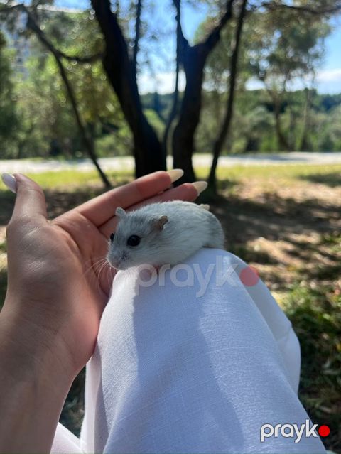 Cırtdan hamster – yumşaq ağ-boz tüklü, qara parlaq gözlü, kiçik — Bakı