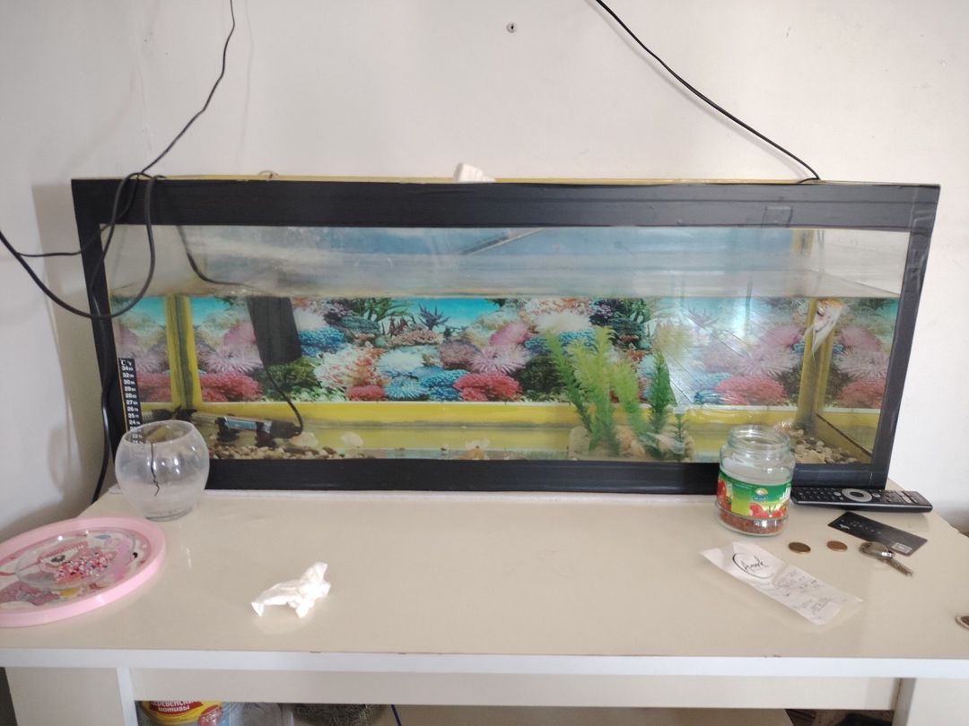 Akvarium — Akvariumlar və balıqlar, Bakı (2)