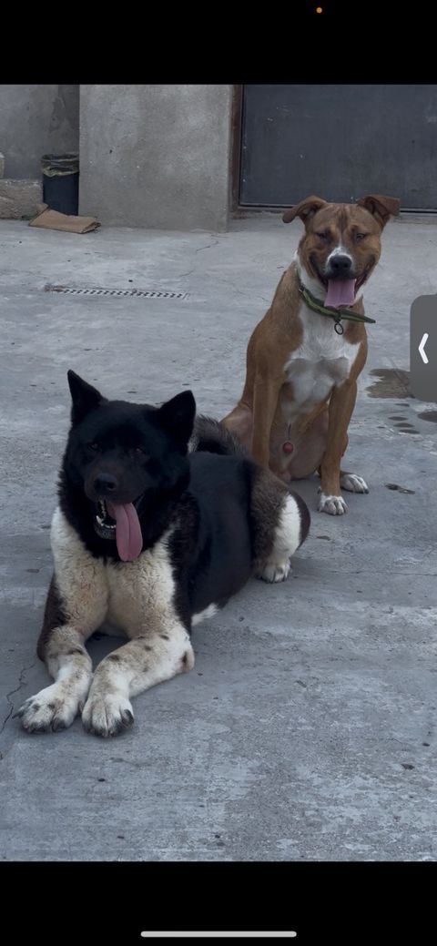 Akita-inu — Sumqayıt