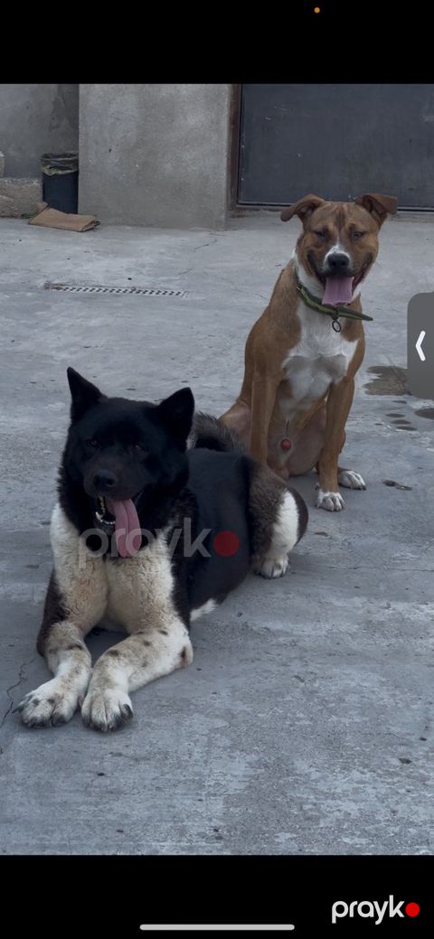Akita-inu