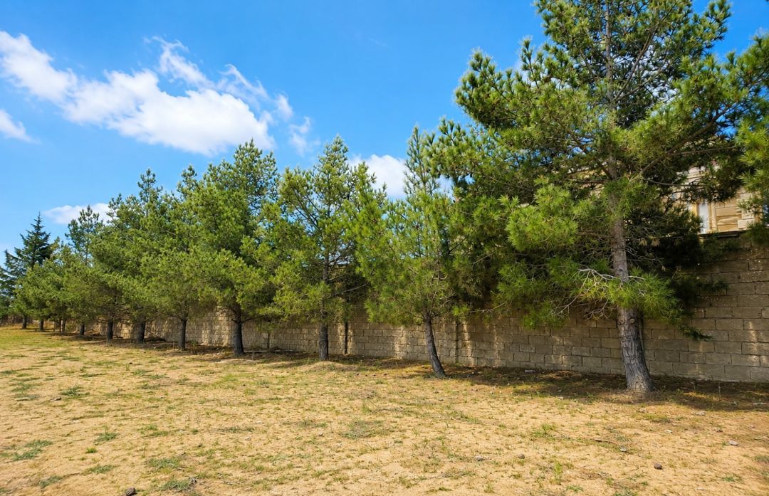 20 sot torpaq sahəsi, Bilgəh qəs — Torpaq, Bakı (6)