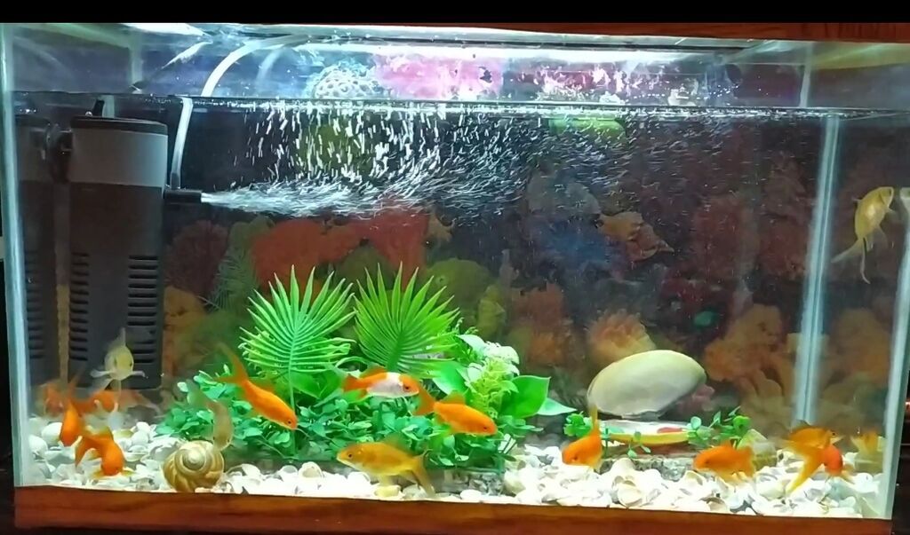 Dördbucaq akvarium, Balıqlarla birlikdə, 160 l, Pulsuz çatdırılma — Heyvanlar, Bakı (2)