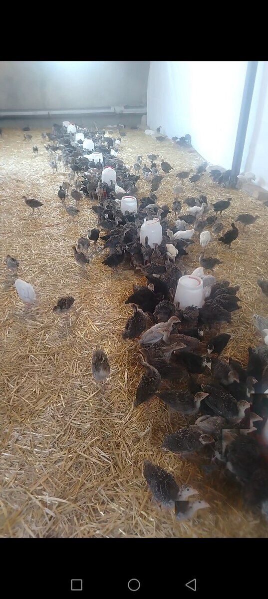 Amerikan Bronz Kanada hinduşka — Quşlar, Bakı (4)