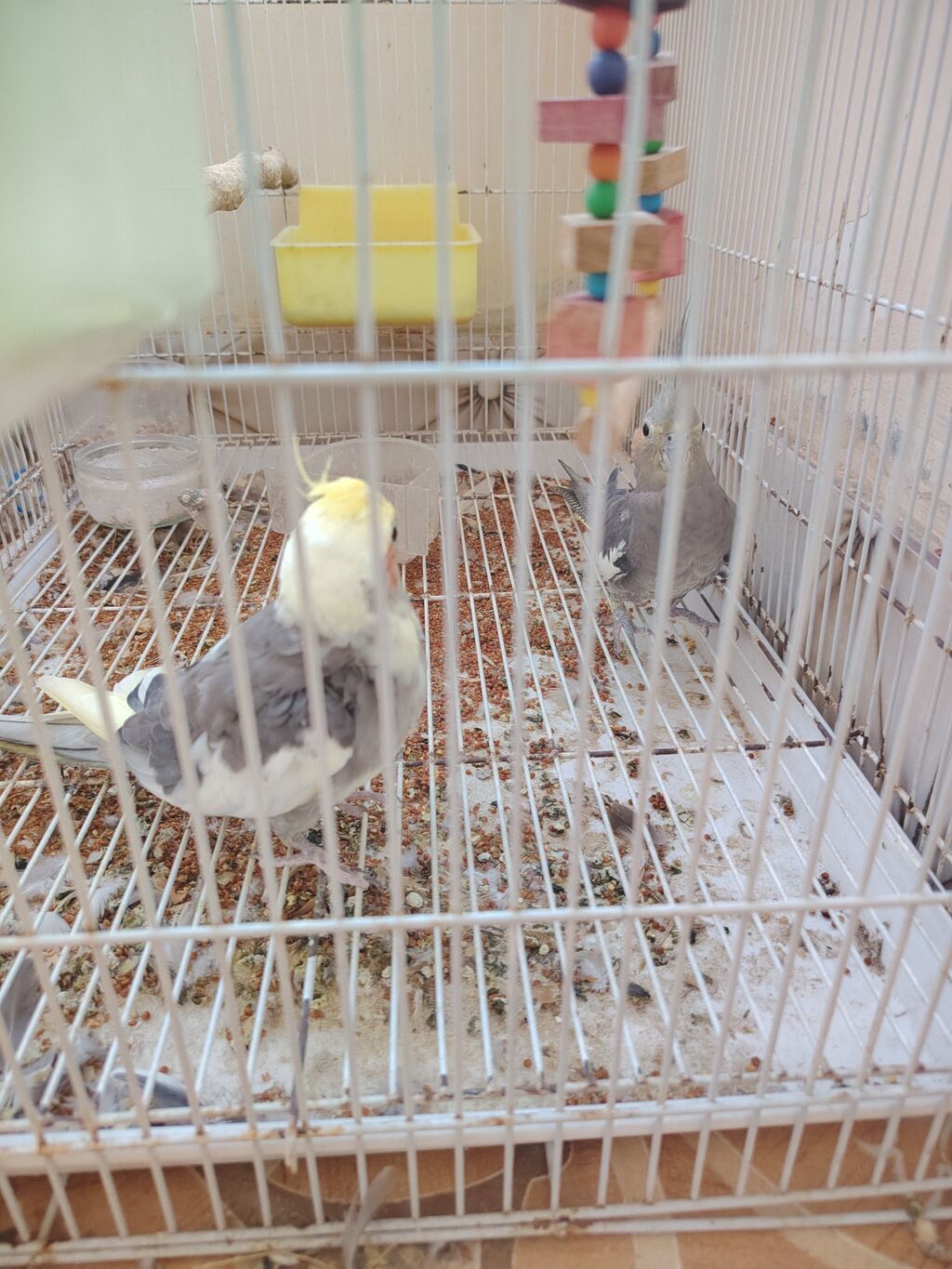 Nimfa (cockatiel) cütlüyü - Növ: Nimfa (cockatiel) – boz-ağ rəng — Qəfəslər, Qobustan (3)