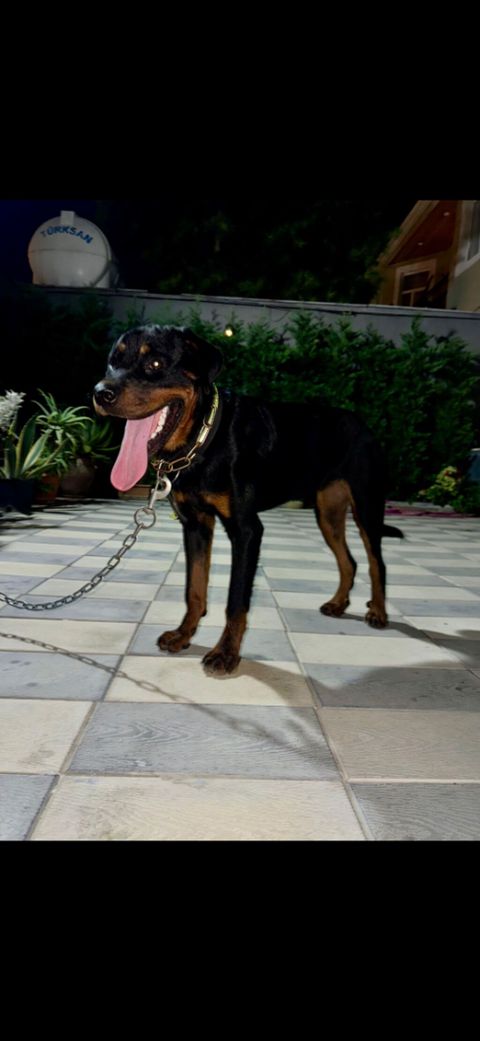 Rotveyler, 6 ay, Dişi — Bakı