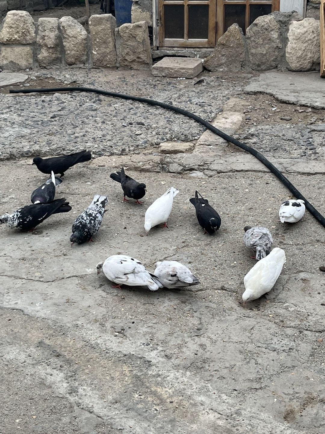 Göyərçinlər — Quşlar, Bakı (3)