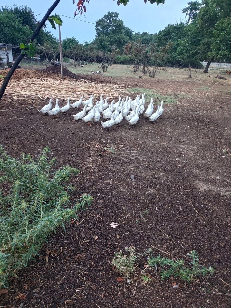 Ördəklər — Quşlar, Bakı (2)
