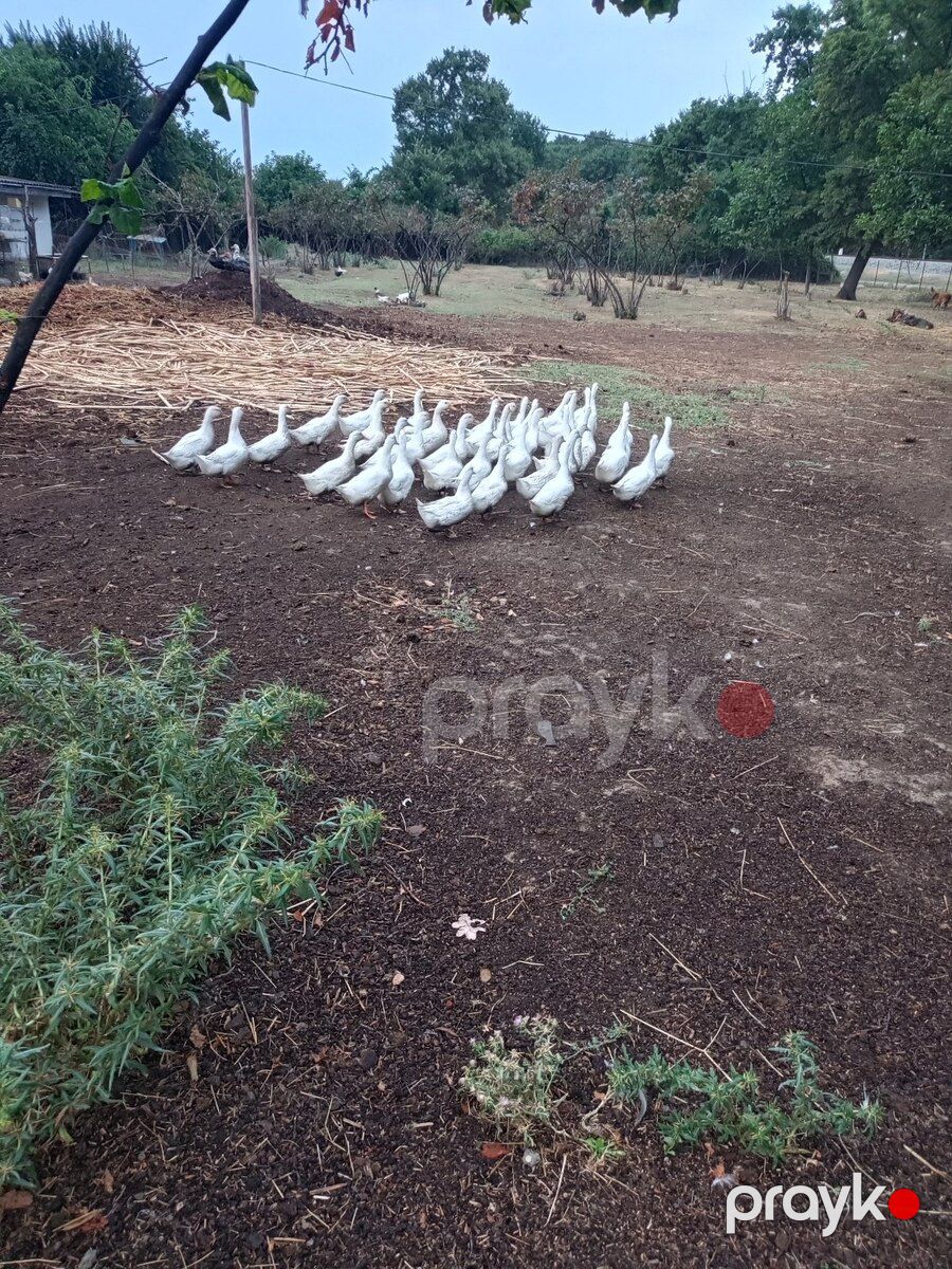 Ördəklər — Quşlar, Bakı (2)