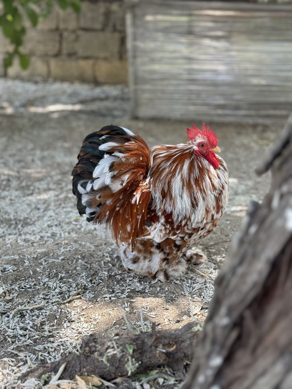Porselen Karlik Koxin Toyuqlarin cucələri satişda. Cucə 20 azn. 1 — Heyvanlar, Mehdiabad (4)