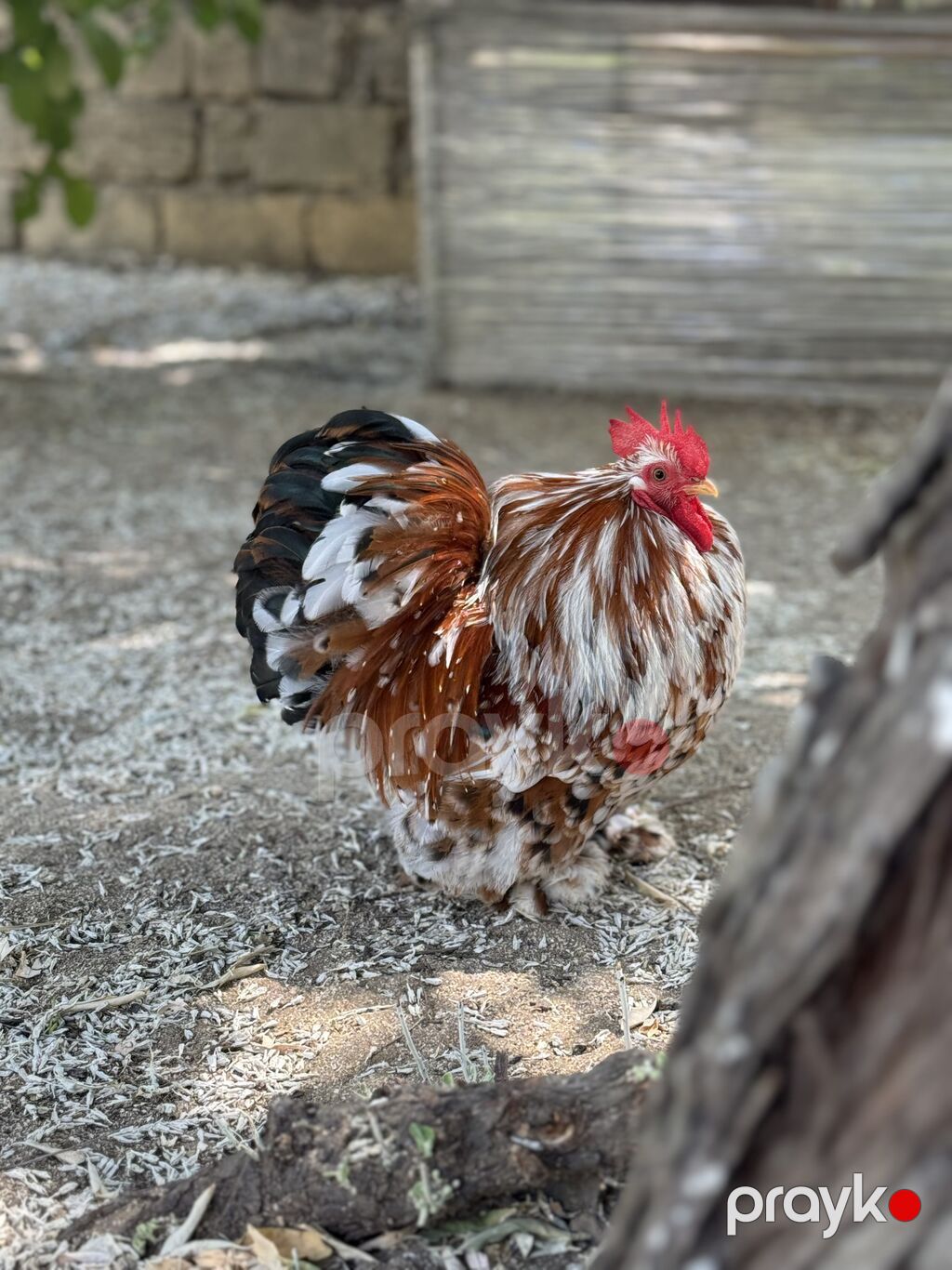 Porselen Karlik Koxin Toyuqlarin cucələri satişda. 5 gunluk - 10 azn — Toyuq və xoruz, Mehdiabad (4)